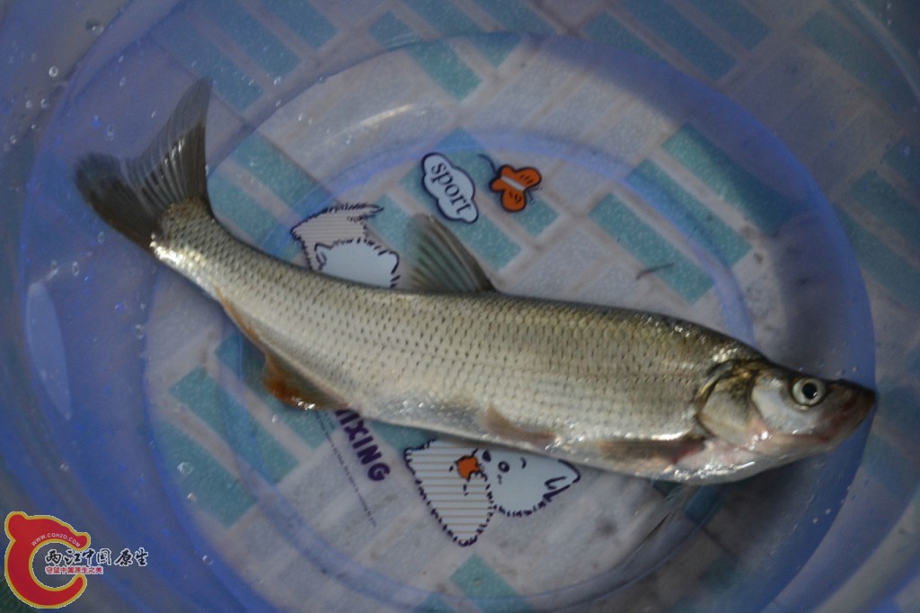 conew_20120730-661.jpg