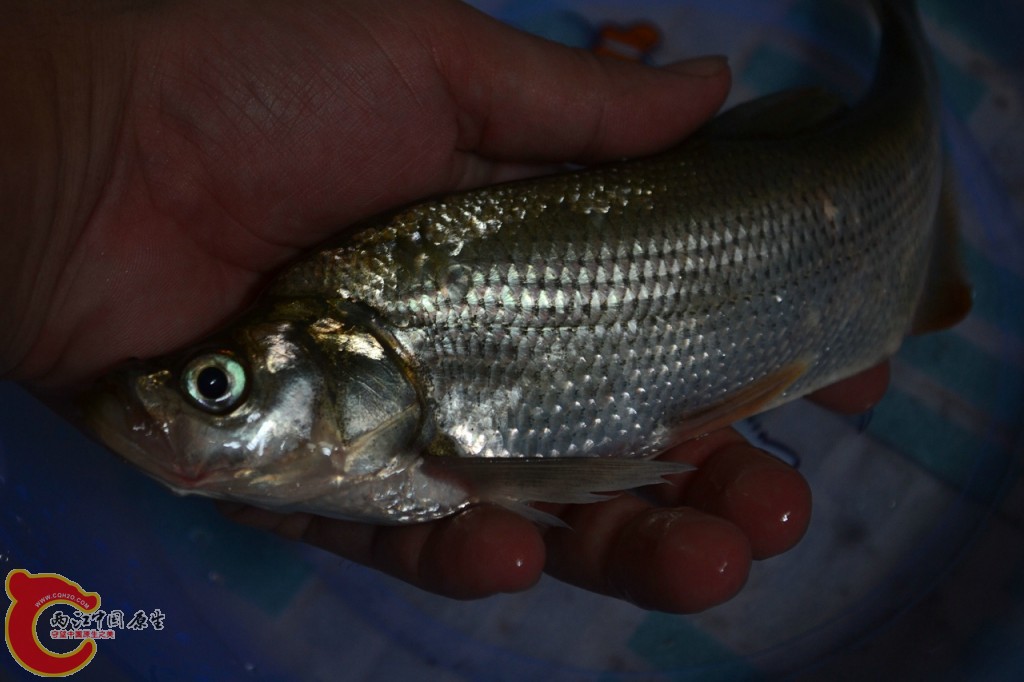 conew_20120730-663.jpg
