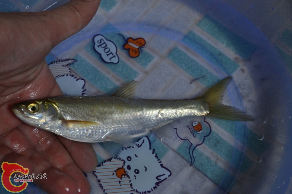conew_20120730-664.jpg