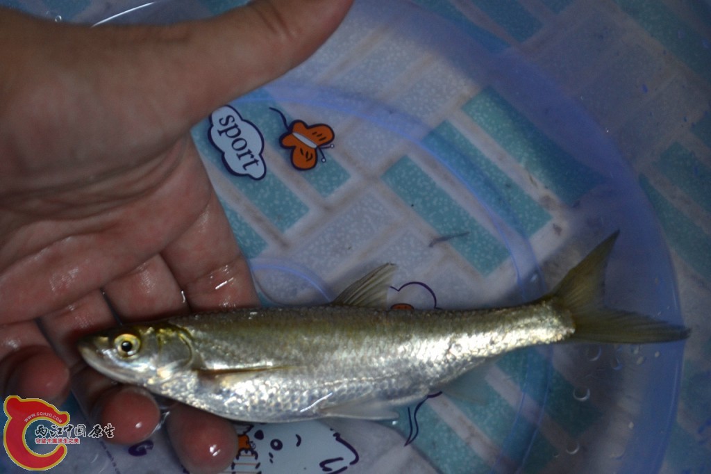 conew_20120730-665.jpg