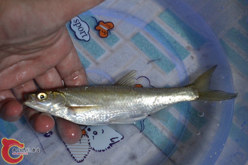 conew_20120730-666.jpg