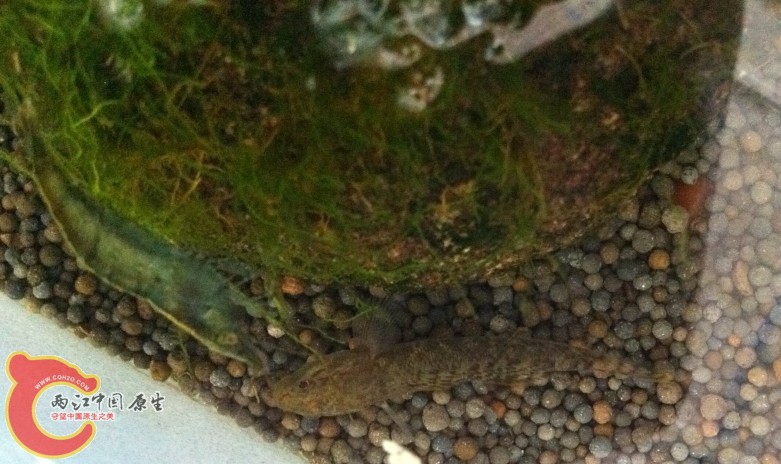 照片 009_conew2.jpg