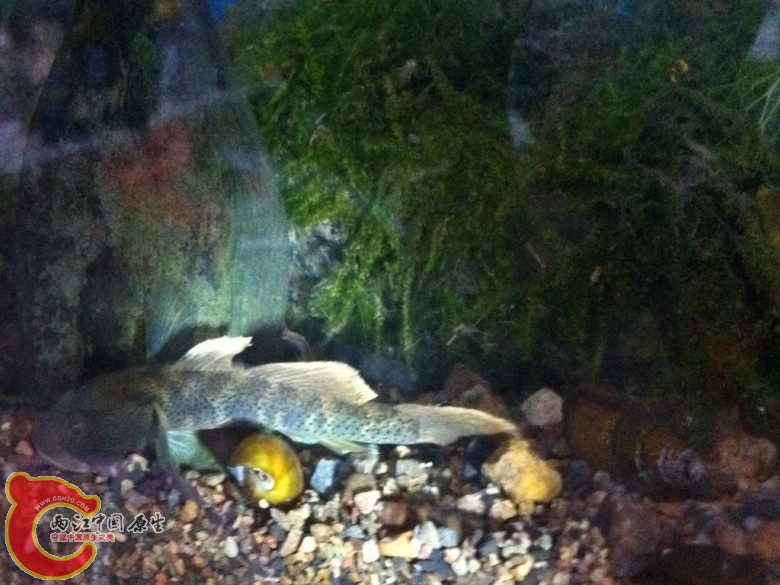 照片 031_conew3.jpg