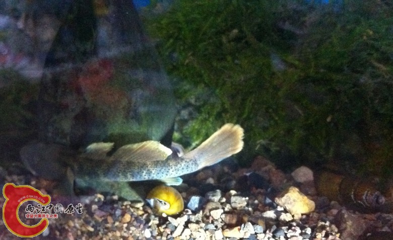 照片 032_conew1.jpg