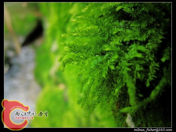 nEO_IMG_30moss.jpg