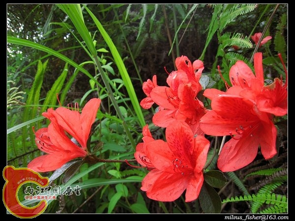 nEO_IMG_47杜鹃花.jpg