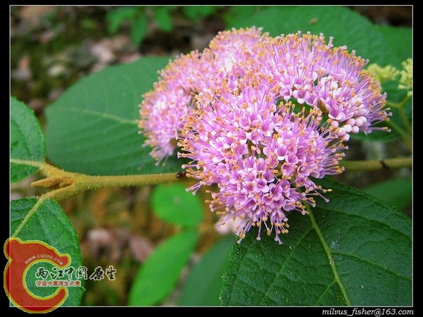nEO_IMG_51林虹花.jpg