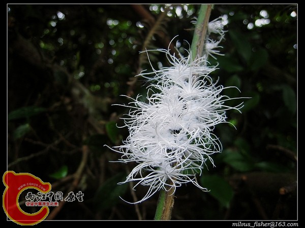 nEO_IMG_54白蛾蜡蝉幼虫.jpg