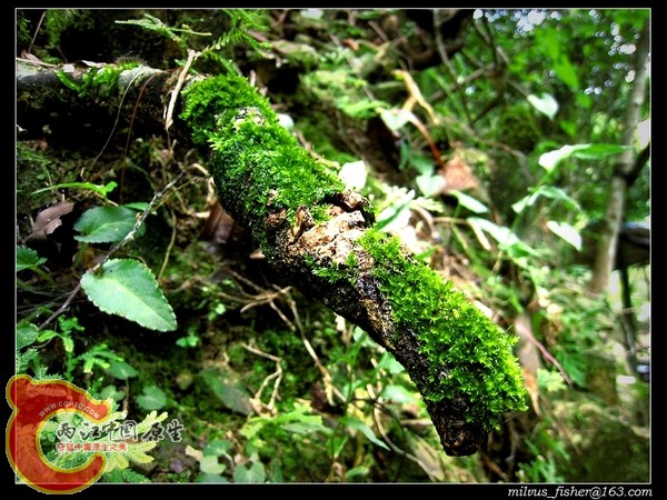 nEO_IMG_03moss木头.jpg