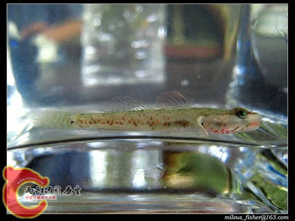 nEO_IMG_13溪吻虾虎.jpg