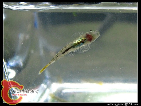 nEO_IMG_19九龙江拟腹吸鳅.jpg