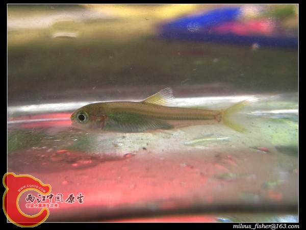 nEO_IMG_22白甲鱼属（台湾铲颌鱼）.jpg
