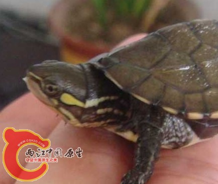 搜狗截图120802_1.jpg