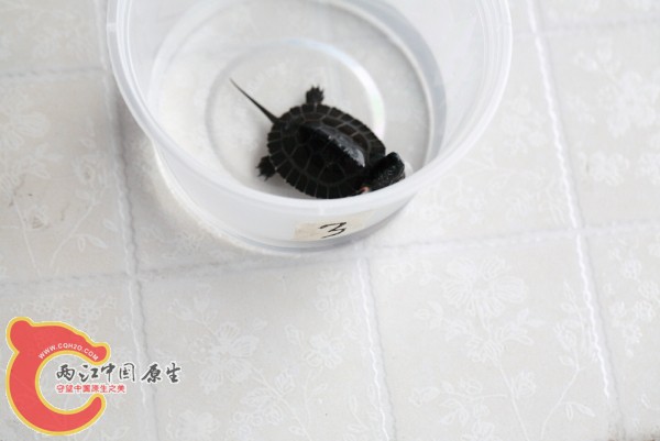 144209goxmmx2xdoxccddx_jpg_thumb.jpg