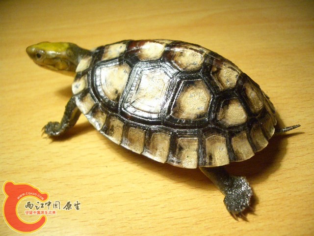 标本