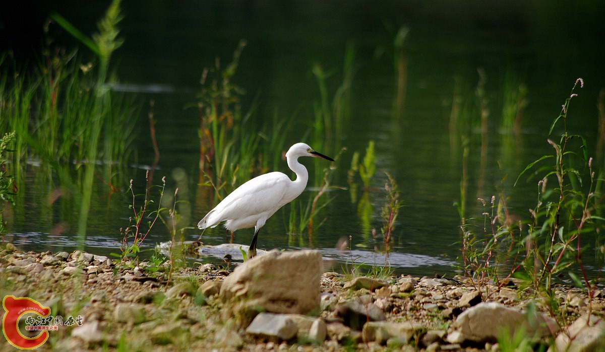 _IGP8261_conew1.jpg