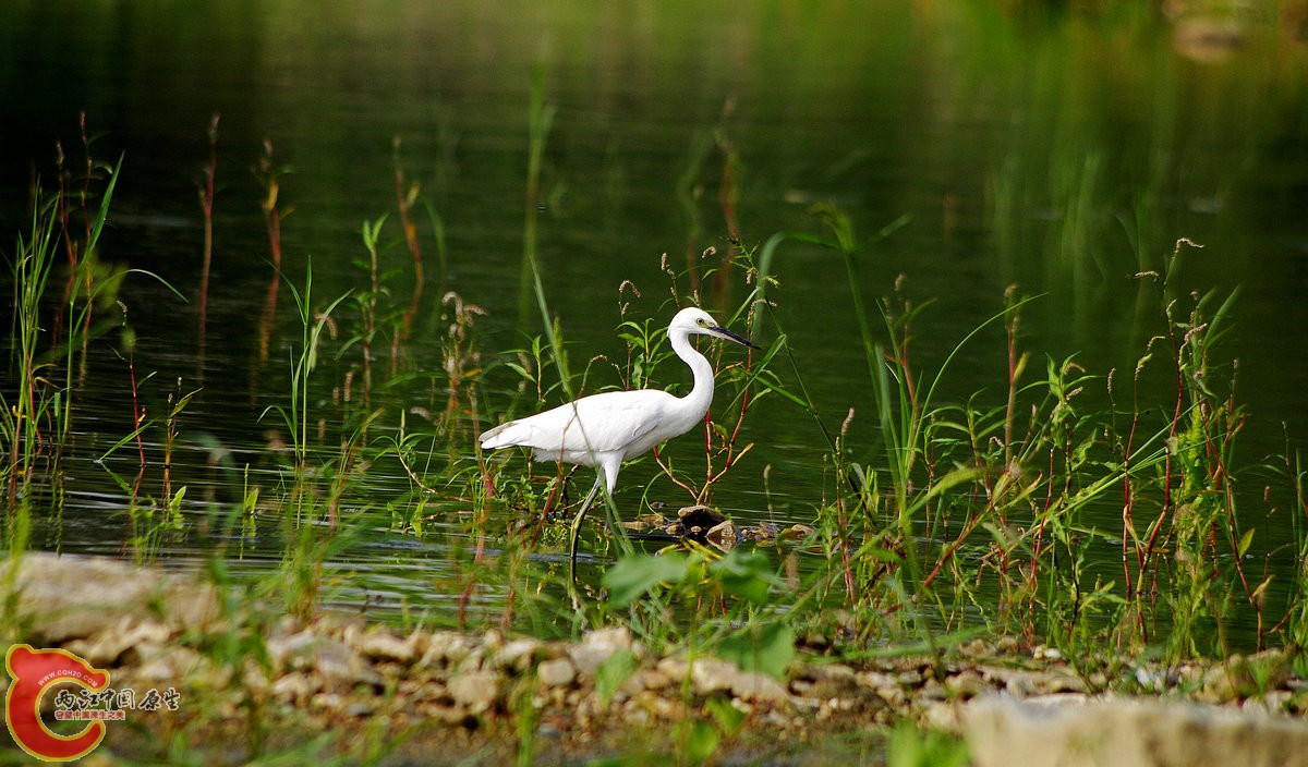 _IGP8267_conew1.jpg