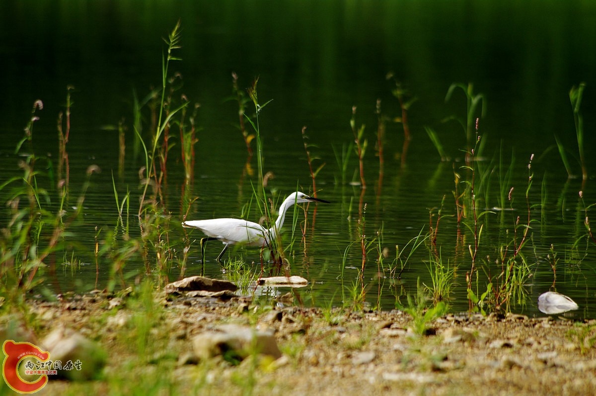 _IGP8301_conew1.jpg