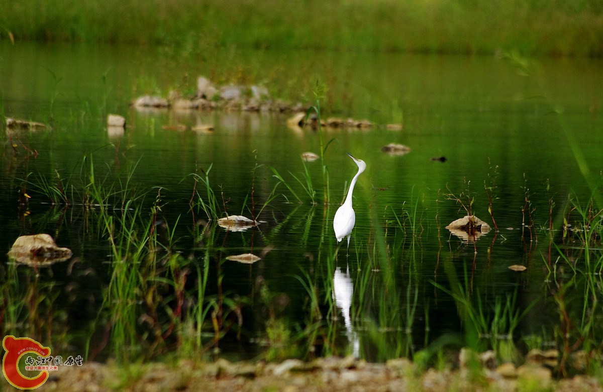 _IGP8363_conew1.jpg