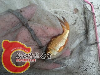 正在变色的锦鲤