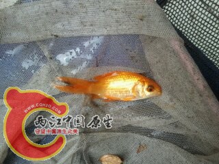 已完成变色的锦鲤