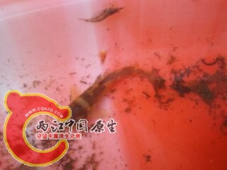 黄颡鱼苗，很萌1