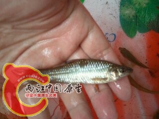 帮忙鉴定下什么鱼?
