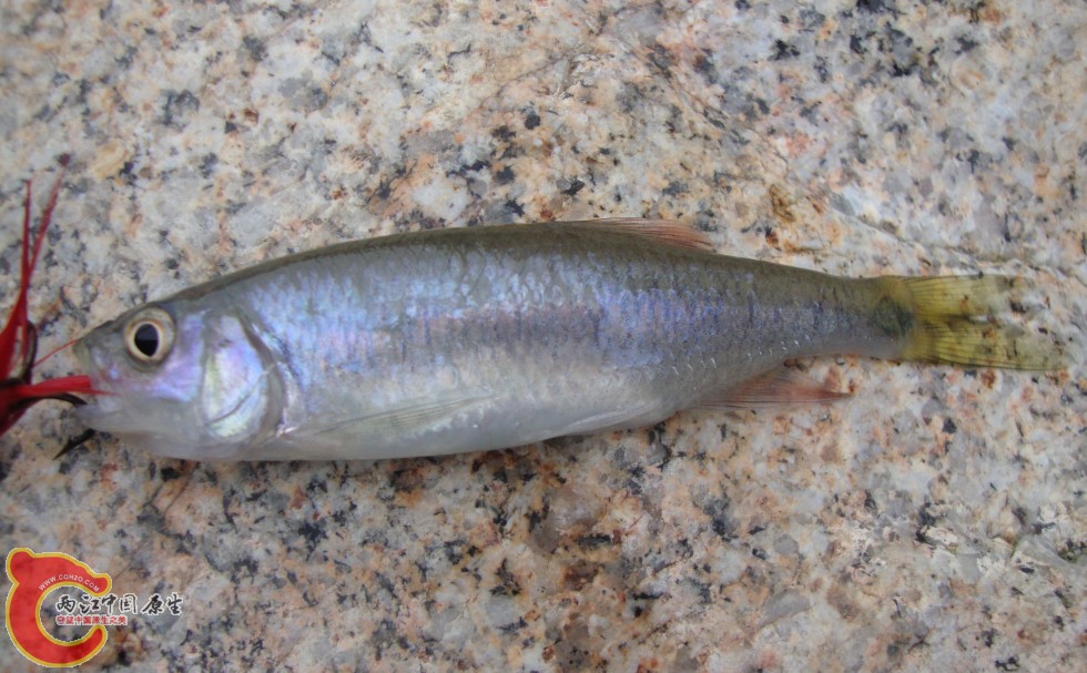 555.jpg