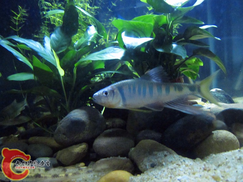 IMG_5229_副本.jpg