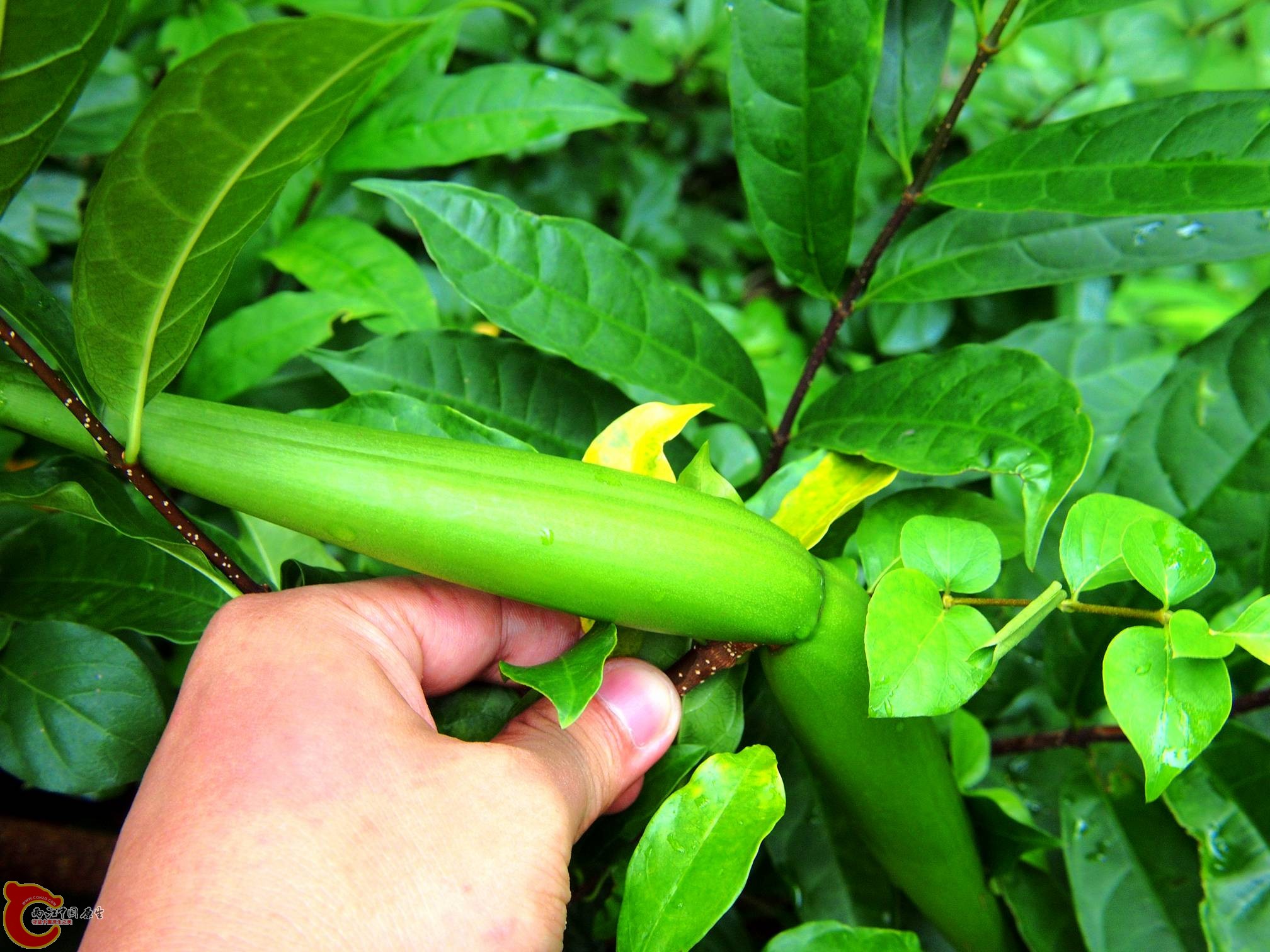 这是什么植物？