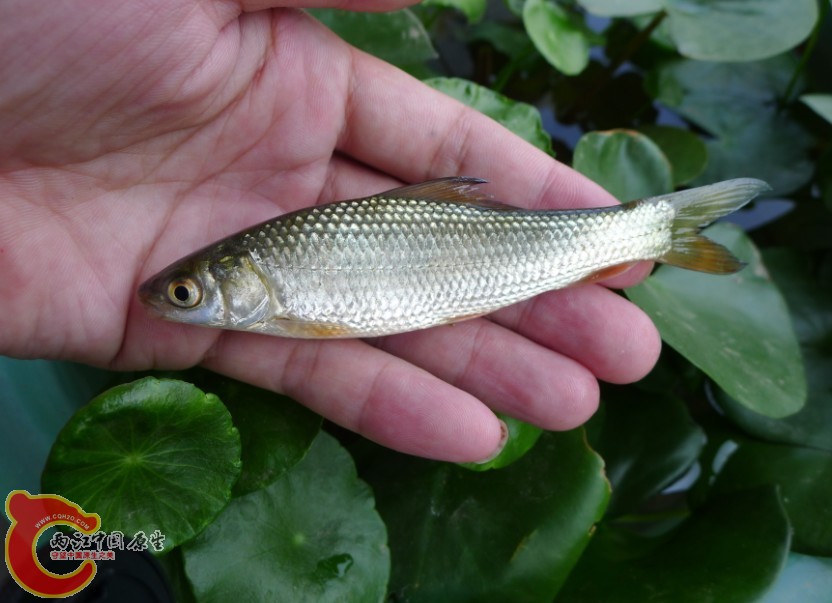 鲮鱼.jpg