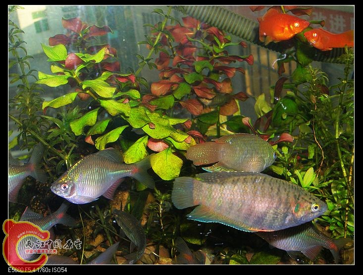 nEO_IMG_DSCN5387.jpg nEO_IMG_DSCN5387.jpg