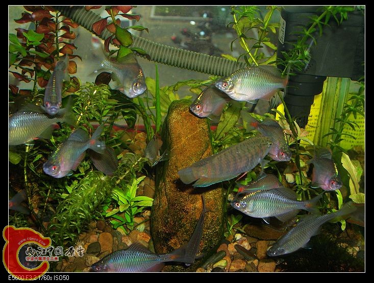 nEO_IMG_DSCN5401.jpg nEO_IMG_DSCN5401.jpg