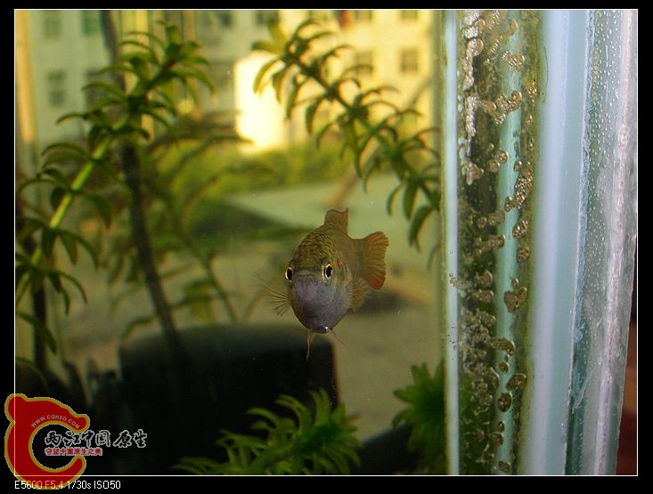 nEO_IMG_DSCN5398.jpg nEO_IMG_DSCN5398.jpg