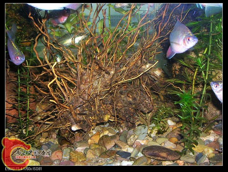 nEO_IMG_DSCN5406.jpg nEO_IMG_DSCN5406.jpg