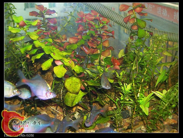 nEO_IMG_DSCN5408.jpg nEO_IMG_DSCN5408.jpg