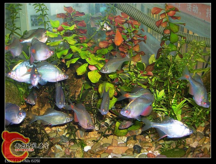 nEO_IMG_DSCN5415.jpg nEO_IMG_DSCN5415.jpg