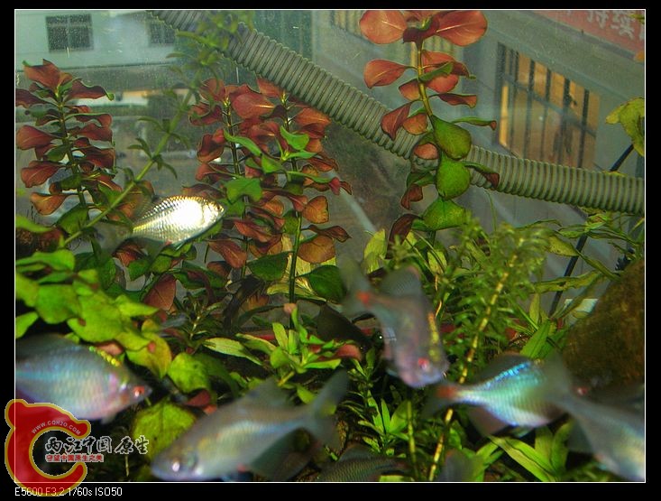 nEO_IMG_DSCN5425.jpg nEO_IMG_DSCN5425.jpg