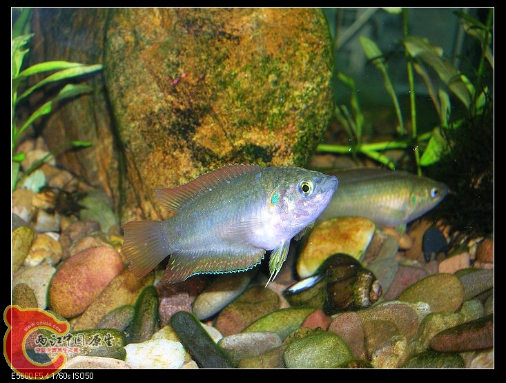 nEO_IMG_DSCN5438.jpg nEO_IMG_DSCN5438.jpg