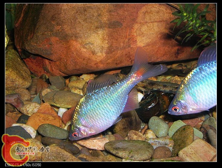 nEO_IMG_DSCN5469.jpg nEO_IMG_DSCN5469.jpg