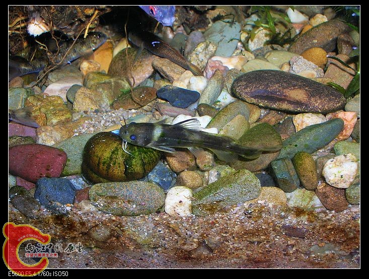 nEO_IMG_DSCN5465.jpg nEO_IMG_DSCN5465.jpg