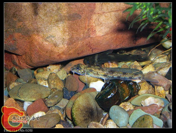 nEO_IMG_DSCN5470.jpg nEO_IMG_DSCN5470.jpg