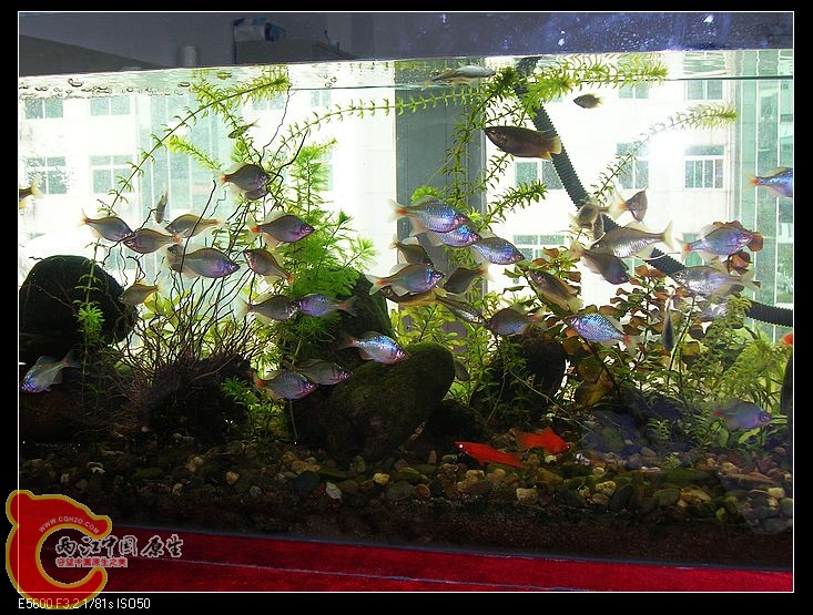 nEO_IMG_DSCN5472.jpg nEO_IMG_DSCN5472.jpg