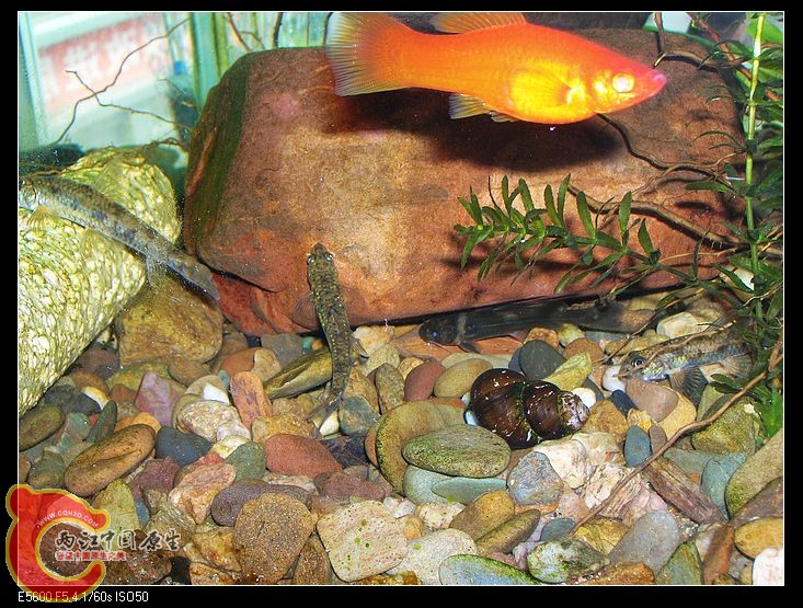 nEO_IMG_DSCN5480.jpg nEO_IMG_DSCN5480.jpg