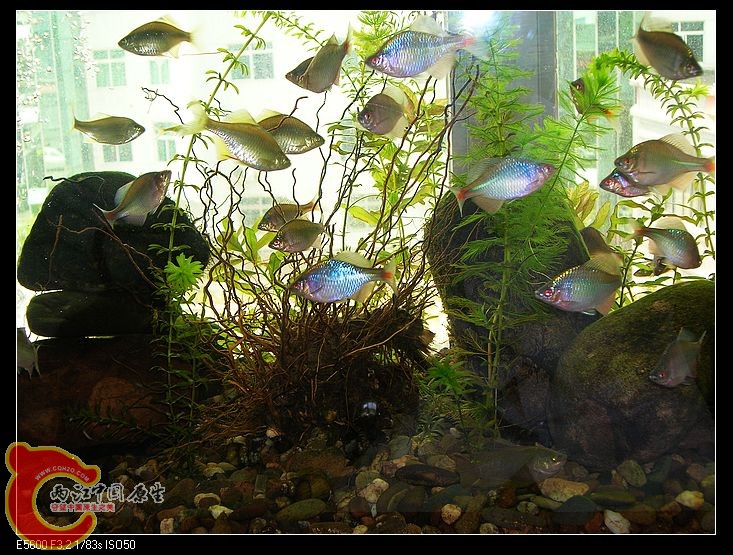 nEO_IMG_DSCN5481.jpg nEO_IMG_DSCN5481.jpg