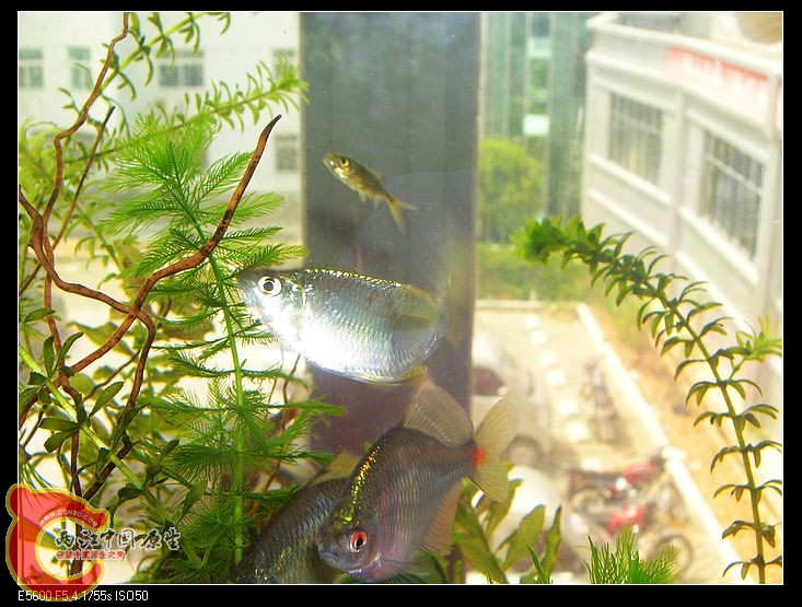 nEO_IMG_DSCN5492.jpg nEO_IMG_DSCN5492.jpg