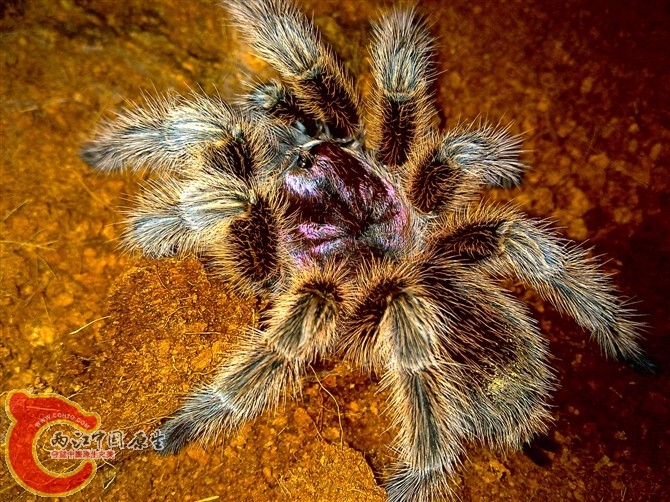 psb[7].jpg