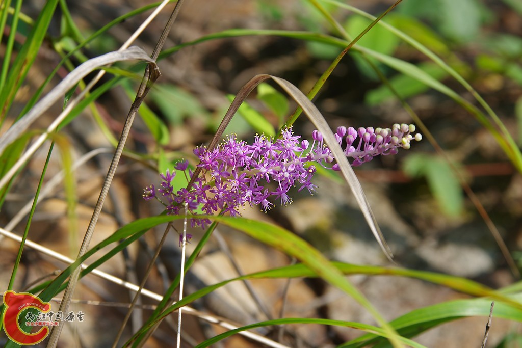 IMGP8793.JPG