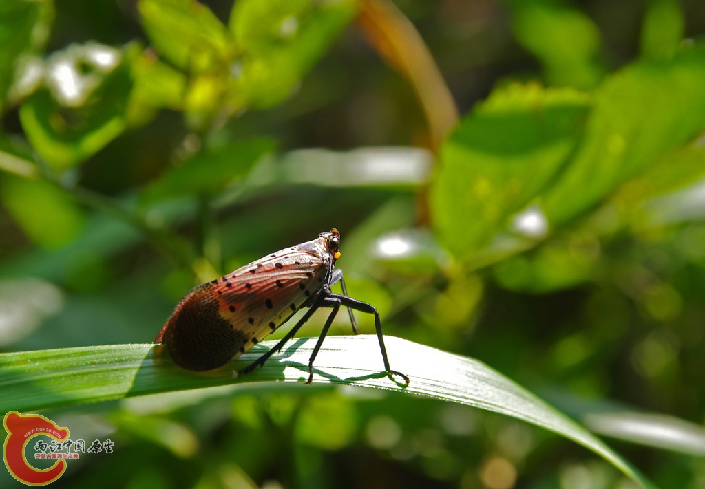 Lycorma delictula .jpg