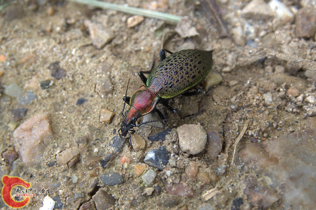 绿步甲 Carabus smaragdinus .jpg